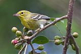 Pine Warbler