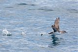 Pink-footed Shearwater