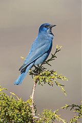 Pinyon Jay