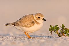 Piping Plover