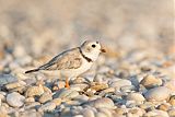 Piping Plover