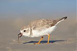 Piping Plover