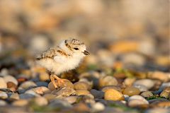 Piping Plover