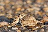 Piping Plover