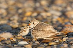 Piping Plover