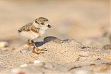 Piping Plover