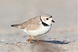 Piping Plover