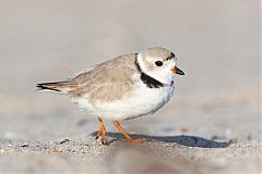 Piping Plover