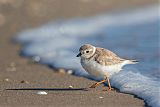 Piping Plover