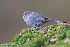 Plumbeous Sierra Finch