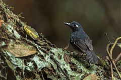 Plumbeous Antbird