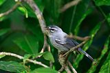 Plumbeous Warblerborder=