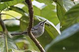 Plumbeous Warblerborder=