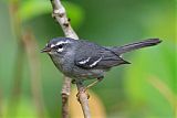 Plumbeous Warbler