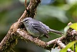 Plumbeous Warblerborder=