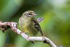 Plumbeous Warbler