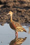 Plumed Whistling-Duck