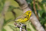 Prairie Warbler