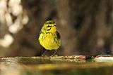 Prairie Warbler