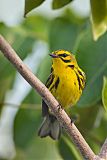 Prairie Warbler