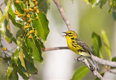 Prairie Warbler