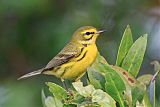 Prairie Warbler