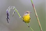 Prairie Warblerborder=