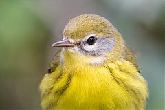 Prairie Warbler