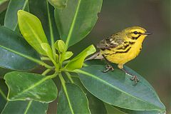 Prairie Warbler