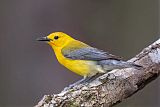 Prothonotary Warbler