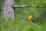 Prothonotary Warbler