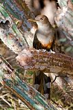 Puerto Rican Lizard-Cuckoo