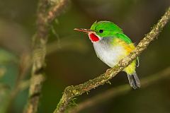 Puerto Rican Tody