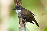 Puerto Rican Tanager