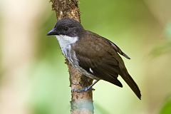 Puerto Rican Tanager