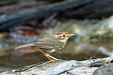 Puff-throated Babbler