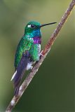 Purple-bibbed Whitetip