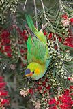 Purple-crowned Lorikeetborder=