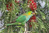 Purple-crowned Lorikeetborder=