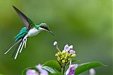 Purple-crowned Fairyborder=