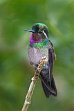 Purple-throated Mountain-gemborder=