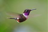 Purple-throated Woodstar