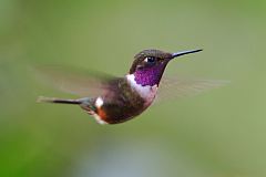 Purple-throated Woodstar