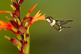 Purple-throated Woodstarborder=