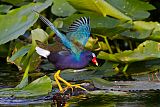 Purple Gallinule