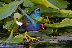 Purple Gallinule