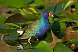 Purple Gallinuleborder=