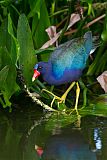 Purple Gallinuleborder=