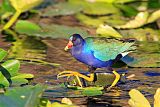 Purple Gallinuleborder=