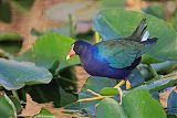 Purple Gallinule